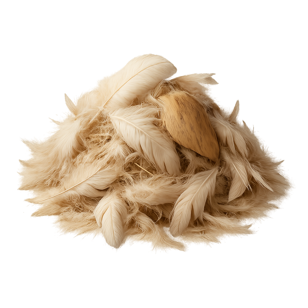 Plumes-4.png